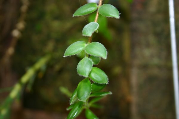 http://www.cloudjungle.com/cloudjungle/Gesneriaceae/Aeschynanthus/Aeschynanthus gracilis.jpg